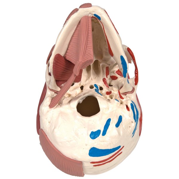 Układ kostny 3B Scientific A300