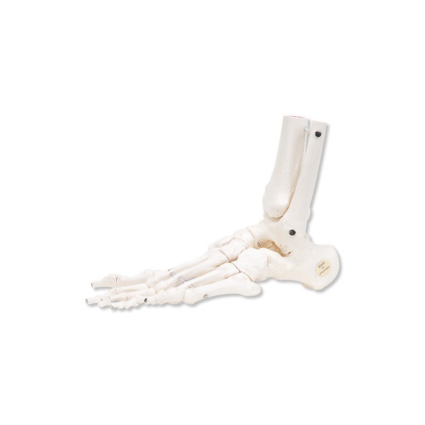 Układ kostny 3B Scientific A31/1