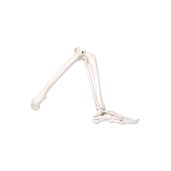 Układ kostny 3B Scientific A35