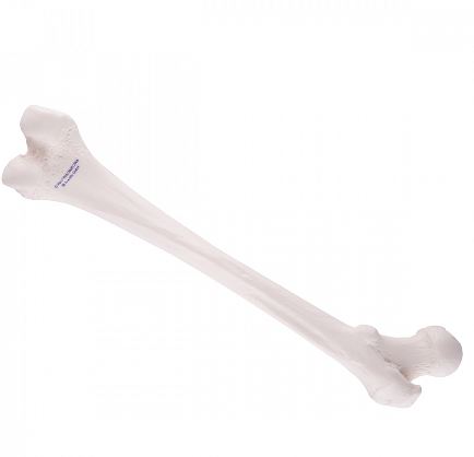 Układ kostny 3B Scientific A35/1