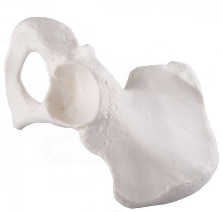 Układ kostny 3B Scientific A35/5