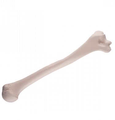 Układ kostny 3B Scientific A45/1