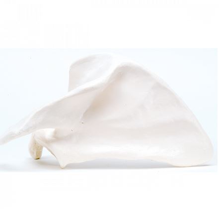 Układ kostny 3B Scientific A45/4