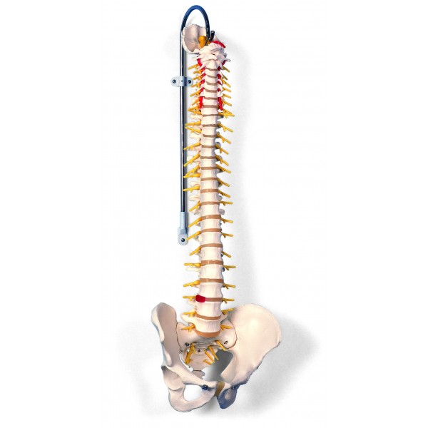Układ kostny 3B Scientific A58/5
