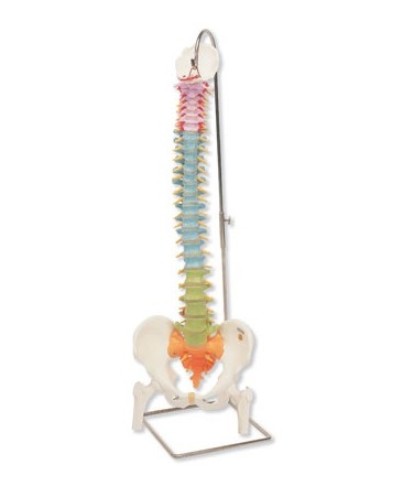 Układ kostny 3B Scientific A58/9