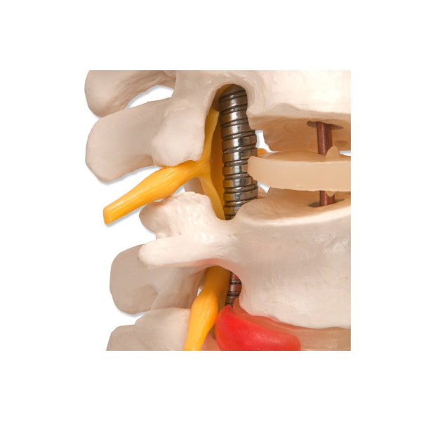 Układ kostny 3B Scientific A59/1