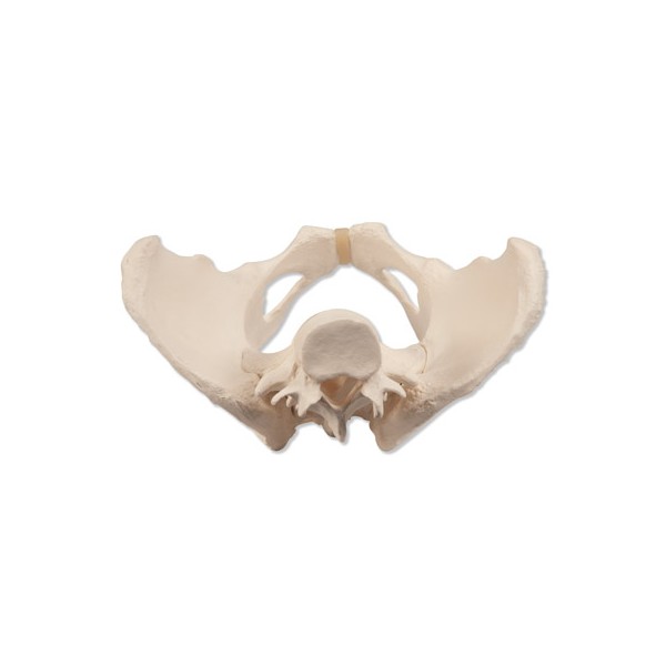 Układ kostny 3B Scientific A61