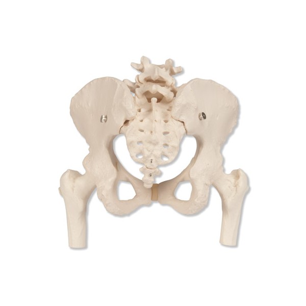 Układ kostny 3B Scientific A62