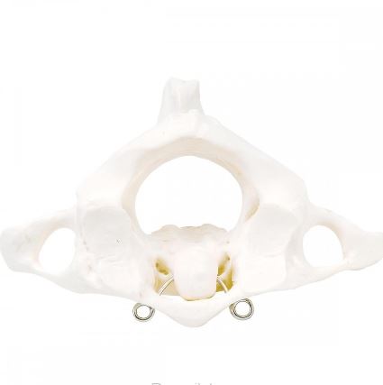 Układ kostny 3B Scientific A71