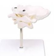 Układ kostny 3B Scientific A71/5