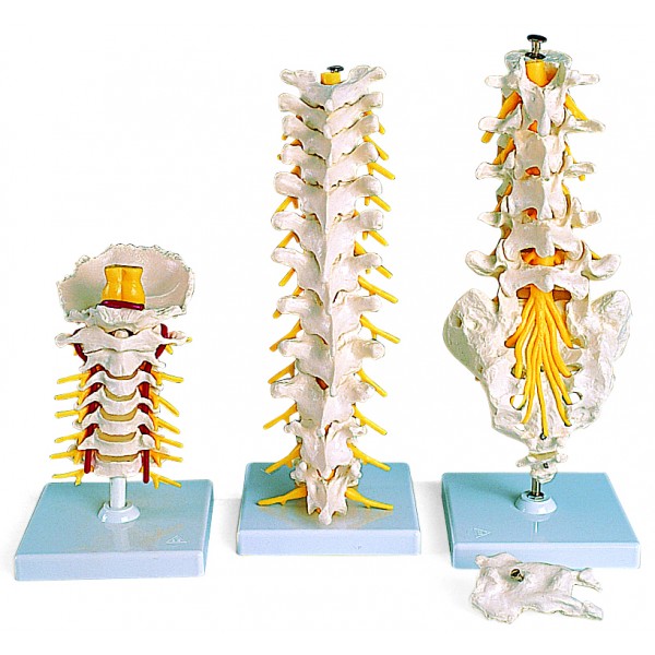 Układ kostny 3B Scientific A73