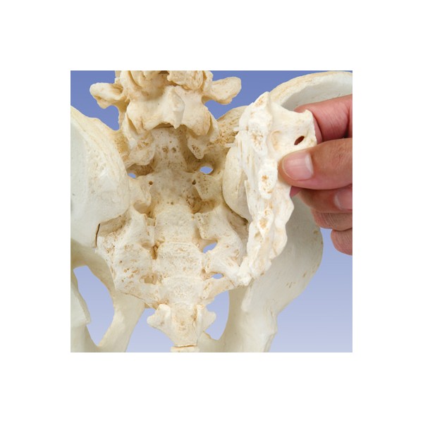 Układ kostny 3B Scientific A794