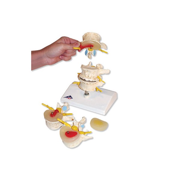 Układ kostny 3B Scientific A795