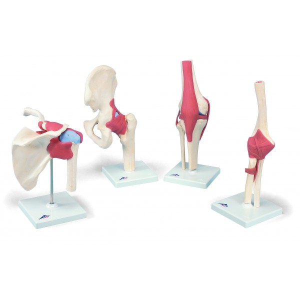 Układ kostny 3B Scientific A80