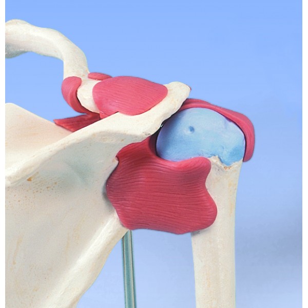 Układ kostny 3B Scientific A80