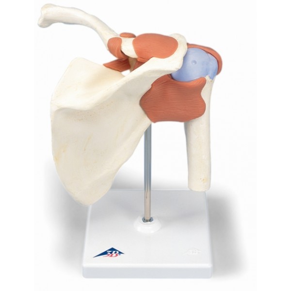 Układ kostny 3B Scientific A80