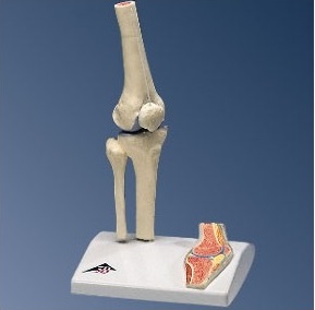 Układ kostny 3B Scientific A85/1