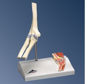 Układ kostny 3B Scientific A87/1