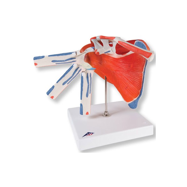 Układ kostny 3B Scientific A880