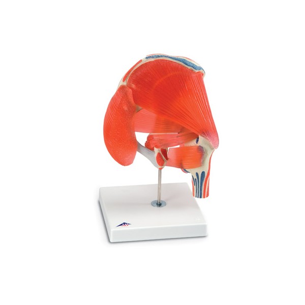 Układ kostny 3B Scientific A881