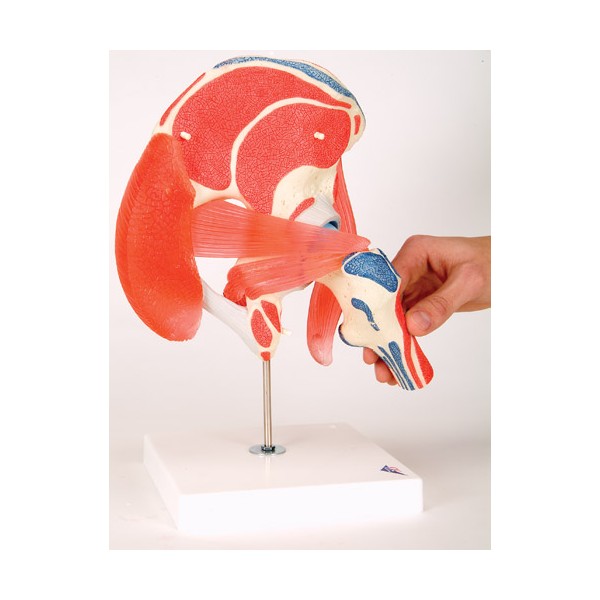 Układ kostny 3B Scientific A881