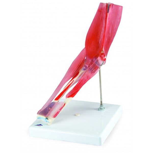 Układ kostny 3B Scientific A883