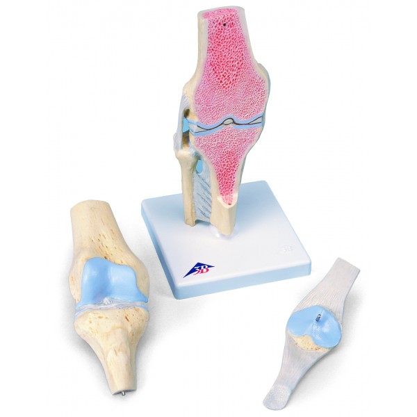 Układ kostny 3B Scientific A89