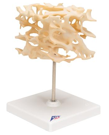 Układ kostny 3B Scientific A99