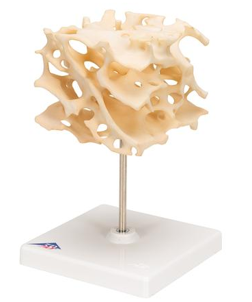 Układ kostny 3B Scientific A99