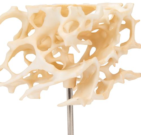 Układ kostny 3B Scientific A99