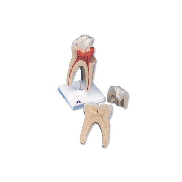 Układ kostny 3B Scientific D10/5