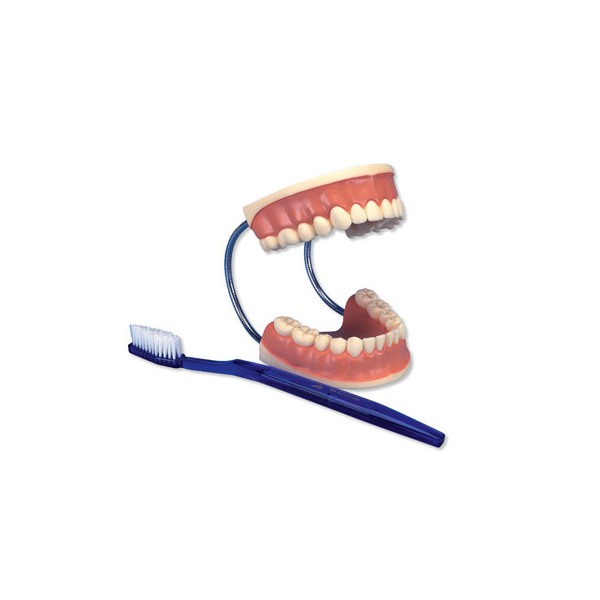 Układ kostny 3B Scientific D16