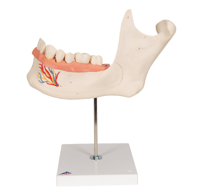 Układ kostny 3B Scientific D25