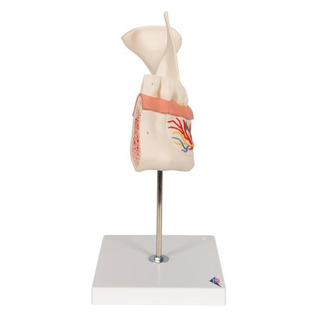 Układ kostny 3B Scientific D25