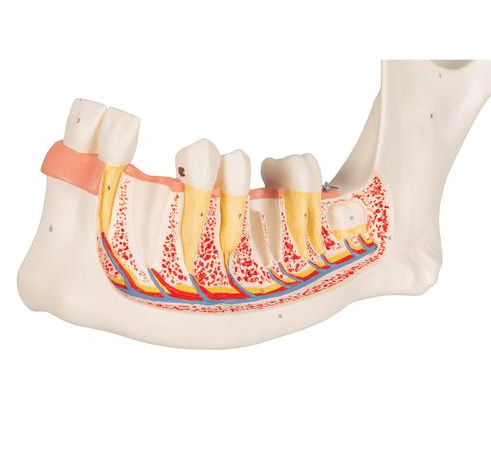 Układ kostny 3B Scientific D25