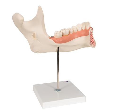 Układ kostny 3B Scientific D25
