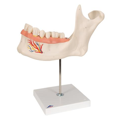 Układ kostny 3B Scientific D25