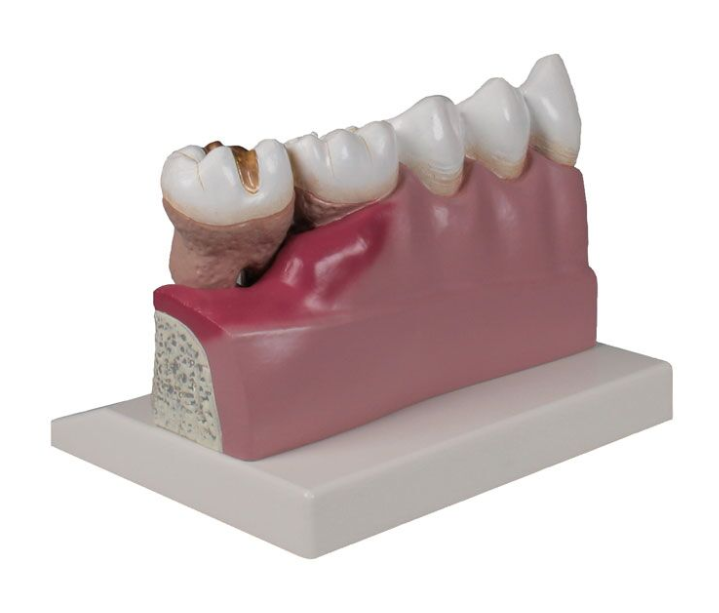 Układ kostny 3B Scientific D250