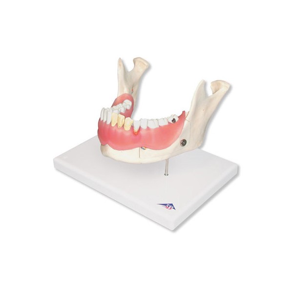 Układ kostny 3B Scientific D26
