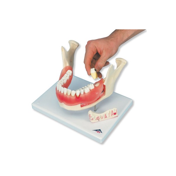 Układ kostny 3B Scientific D26