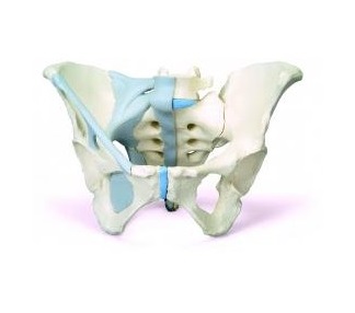 Układ kostny 3B Scientific H20/2