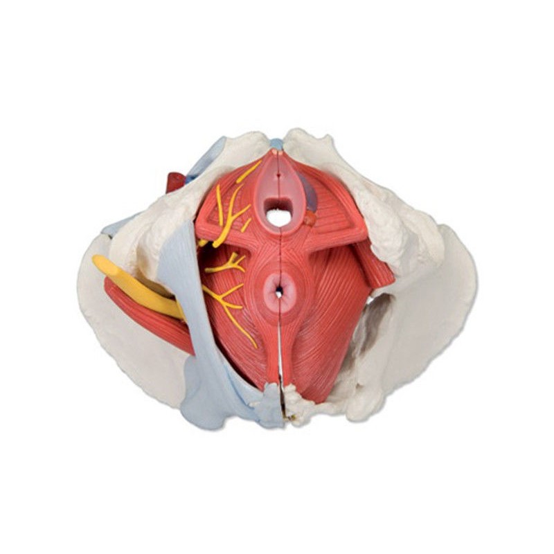 Układ kostny 3B Scientific H20/4