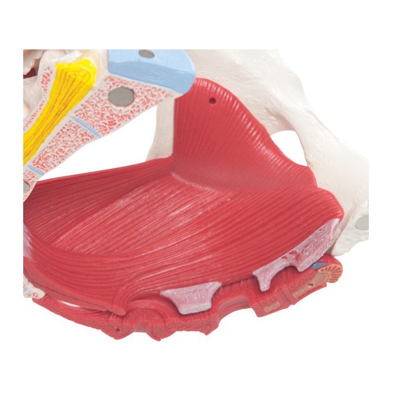 Układ kostny 3B Scientific H20/4