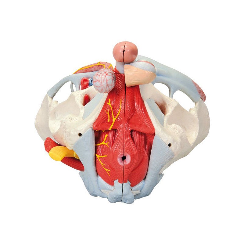 Układ kostny 3B Scientific H21/3