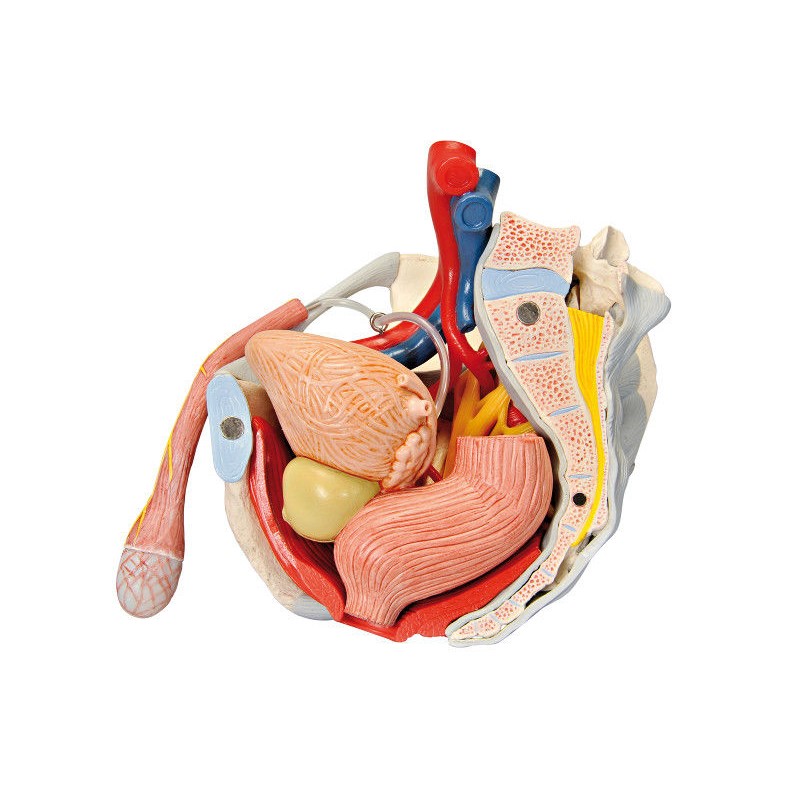 Układ kostny 3B Scientific H21/3