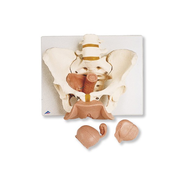 Układ kostny 3B Scientific L31