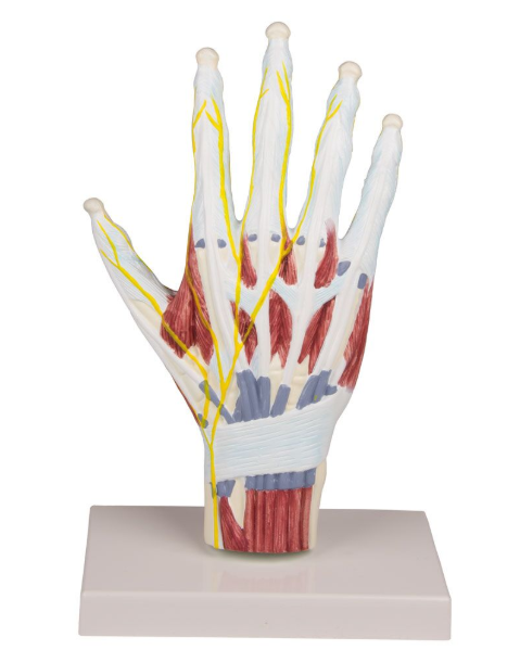 Układ kostny 3B Scientific M260