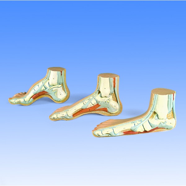 Układ kostny 3B Scientific M31