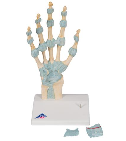 Układ kostny 3B Scientific M33