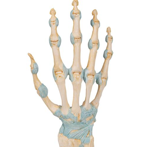 Układ kostny 3B Scientific M33